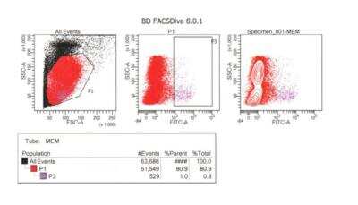 Flow Cytometry: Rabbit anti-Feline IgM Heavy Chain Secondary Antibody [FITC] [NBP1-73836] - Phenotyping of cat blood. Cat blood cells were washed and incubated with the antibody. It was used as a secondary antibody to check for bound IgM, in cat blood. It served as a B cell marker. This image was submitted via customer review.